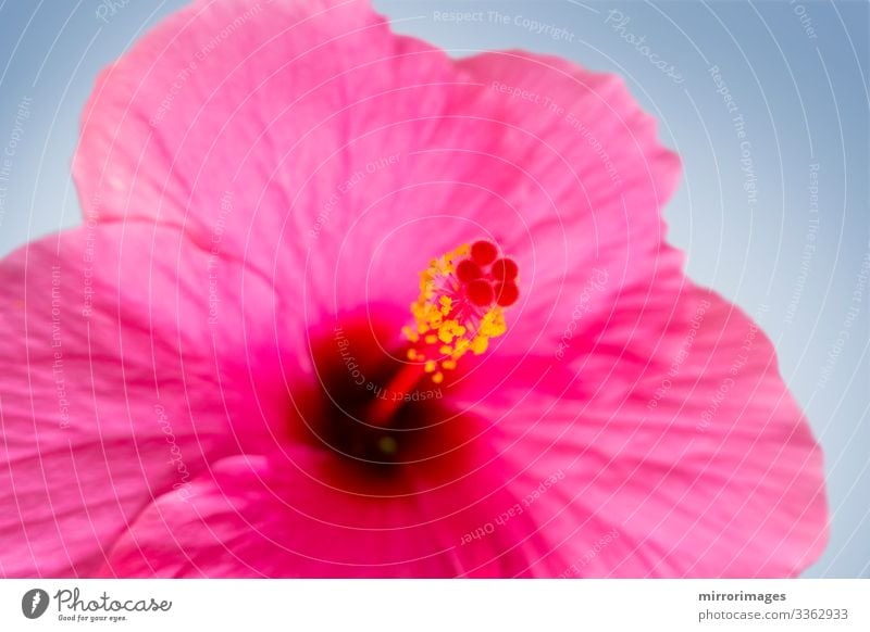 single red pink Hibiscus flower opened blossom Exotic Beautiful Summer Garden Mother's Day Nature Plant Flower Blossom Love Fresh Bright Blue Pink Red Colour