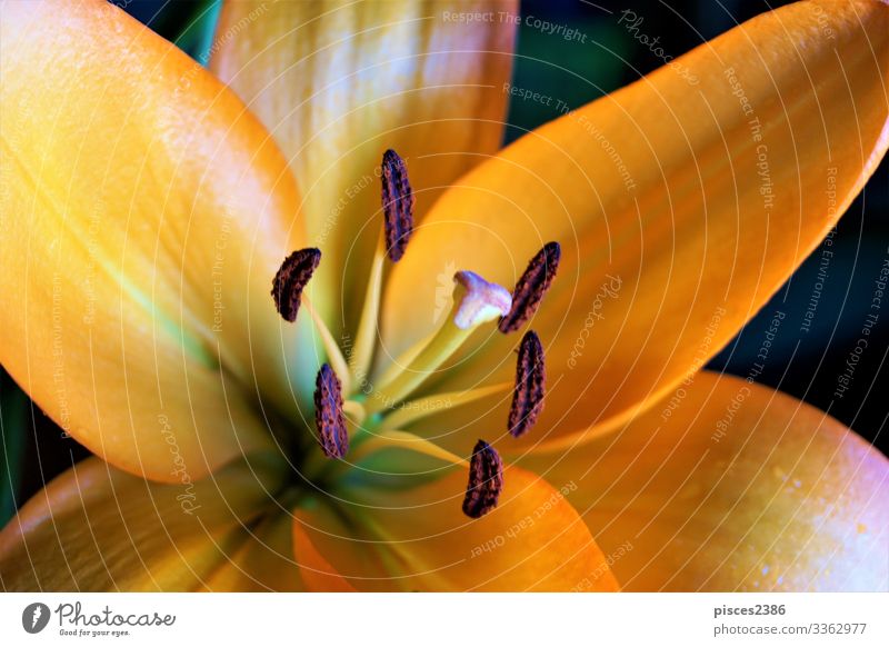 Close up of orange lily blossom Elegant Summer Nature Plant Bouquet Love Beautiful flower Orange Background picture Planning petal Pollen beauty color botany