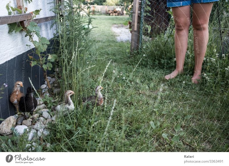 Freewheeling young chickens in the bed on the farm Chick Woman Grass grow up Keeping of animals organic farm Agriculture Farm animal Petting zoo permaculture