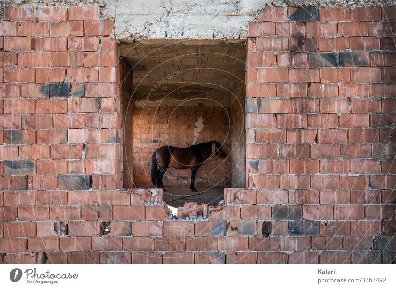 A horse stands tied up and alone in a ruined building Horse dilapidated Stand exploited connected Keeping of animals forsake sb./sth. apathetic Bad Animal