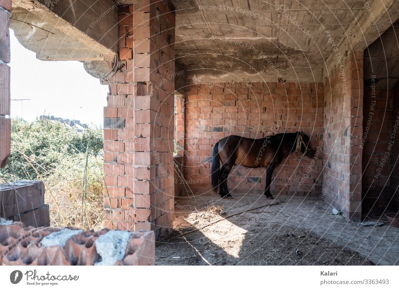 A neglected horse in a ruin looks apathetically at the wall Horse connected Keeping of animals dilapidated Ruin forsake sb./sth. exploited Animal Nature Farm