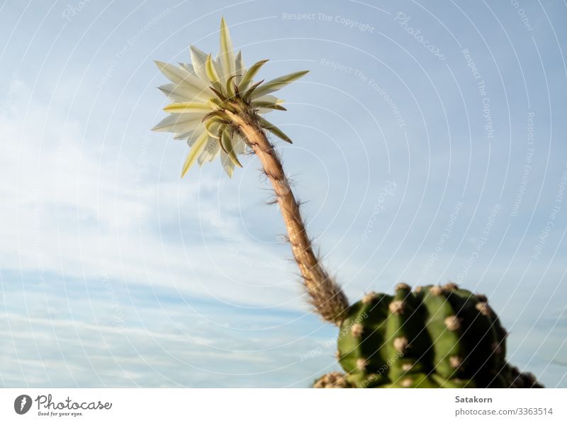 White color with fluffy hairy of Echinopsis Cactus flower Garden Nature Plant Sky Clouds Flower Fresh Natural Blue Green Colour Succulent plants white flower