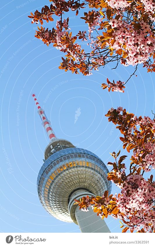 When the asparagus is in bloom... telespargel Vacation & Travel Berlin Berlin TV Tower Landmark Capital city Sky Television tower Architecture Alexanderplatz