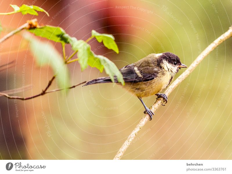 adherence Animal portrait blurriness Contrast Sunlight Shadow Light Day Deserted Detail Close-up Exterior shot Colour photo Animal protection