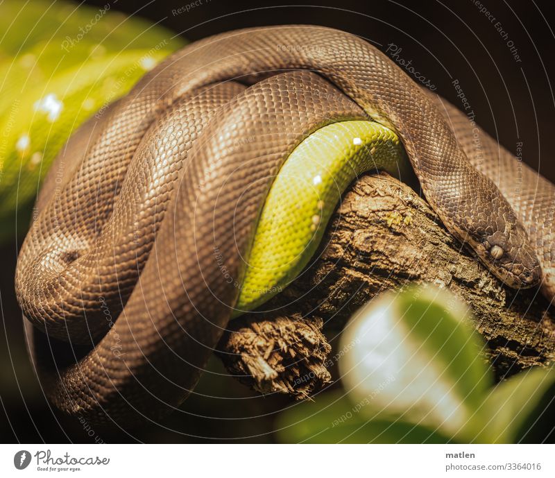 viper breeding Snakes curl Branch about each other Brown green Deserted