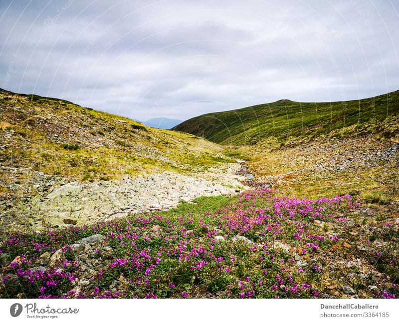 alpine meadow landscape with clouds Meadow Alpine Mountain Landscape Nature Panorama (View) mountains Tourism Vantage point Vacation & Travel Yukon Territory