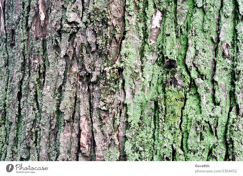 wooden background maple tree trunk with green moss Nature Plant Autumn Climate Tree Moss Park Forest Wood Natural Brown Gray Green bark Blank detailed