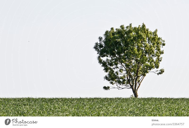 stay on the scene Tree Wood Sky branches twigs Nature communication Tree trunk wax Network structure Ethnic leaves Leaf vegetation Season Clouds Summer Meadow