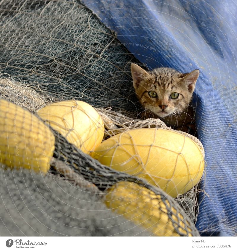 Fisherman's Friend Cat 1 Animal Observe Curiosity Cute Blue Yellow Fishing net plastic tarpaulin Hide Colour photo Exterior shot Deserted Copy Space right