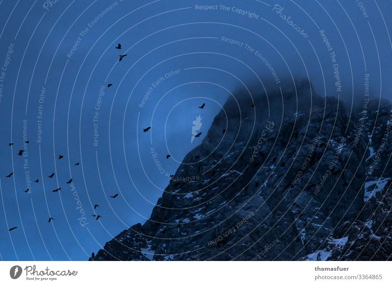 Summit in the fog with mountain dolphins Adventure Far-off places Winter Mountain Nature Landscape Sky Night sky Bad weather Fog Snow Alps Peak Bird Crow