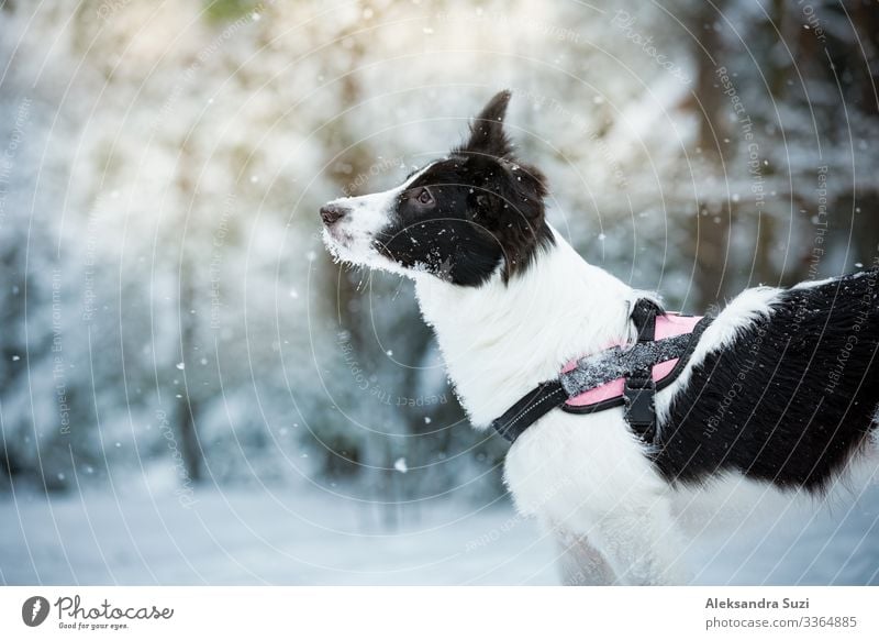 Woman playing with dog in snowy forest, enjoying the weather. Running and jumping happy pet, girl laughing, having fun. Beautiful winter landscape with trees in snow.