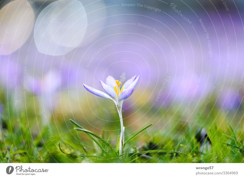 Crocus in backlight Plant Spring Beautiful weather Wild plant Garden Park Meadow Green Violet Spring fever Multicoloured Back-light Spring crocus Spring flower