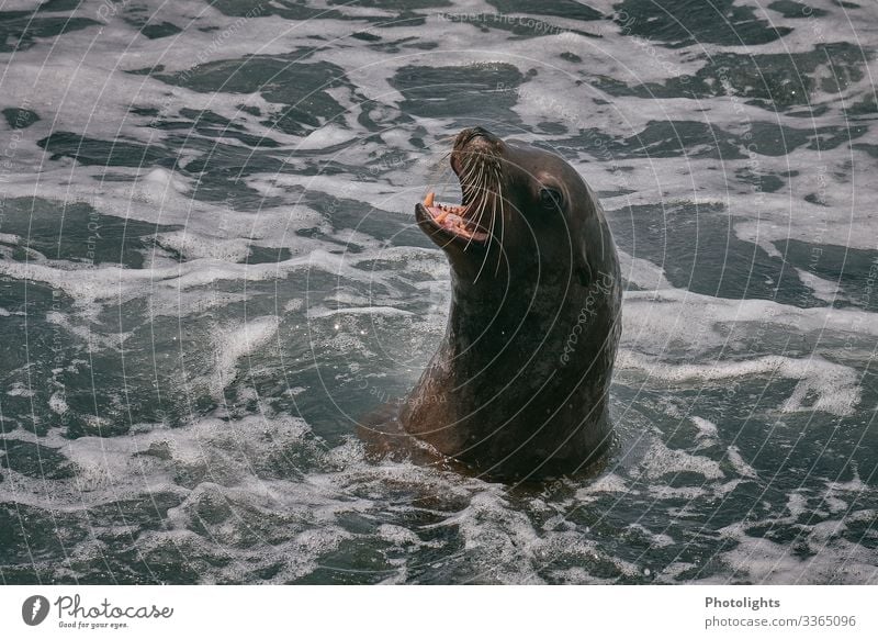 Seal - Pacific Coast Ocean Nature Animal Water Summer Beautiful weather Waves Pacific Ocean Pacific beach Wild animal Animal face Pelt Harbour seal 1 Feeding