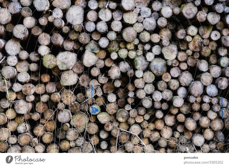 there's the worm in it! wood Forest Stack of wood Supply Firewood Forestry Fuel Environment Energy Structures and shapes Tree trunk Log Logging