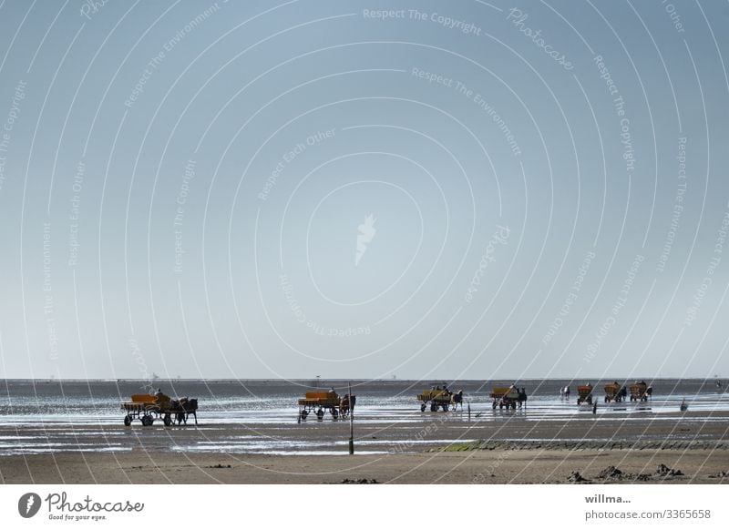 Mudflats on the North Sea near Cuxhaven waders Horse-drawn carriage Low tide Trip Tourism Mud flats carriage ride Tideway Copy Space Beach Cloudless sky