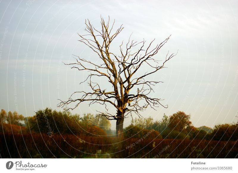 favourite tree Environment Nature Landscape Plant Sky Clouds Autumn Beautiful weather Tree Bushes Wild plant Park Bright Natural Warmth Blue Brown Green