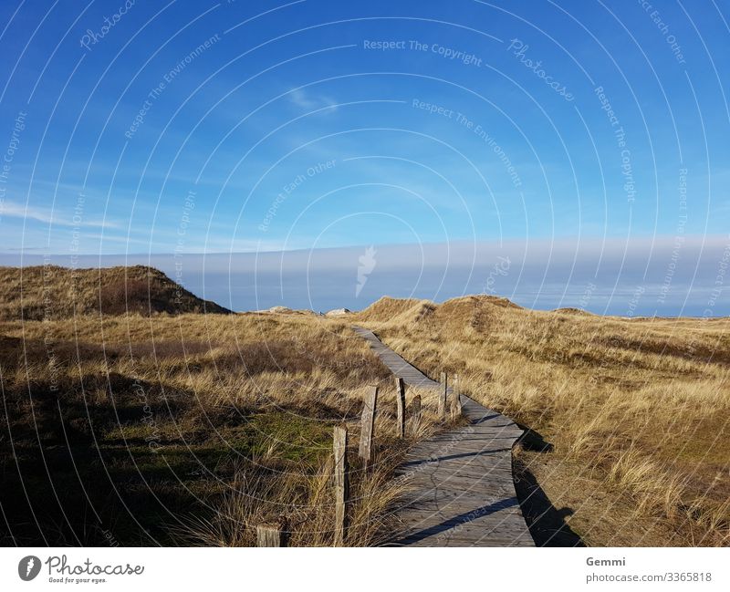 Planked path through dunes Dunes boards Promenade Grass Marram grass from Landscape Sky Island North Sea Schleswig-Holstein Winter Lonely melancholy