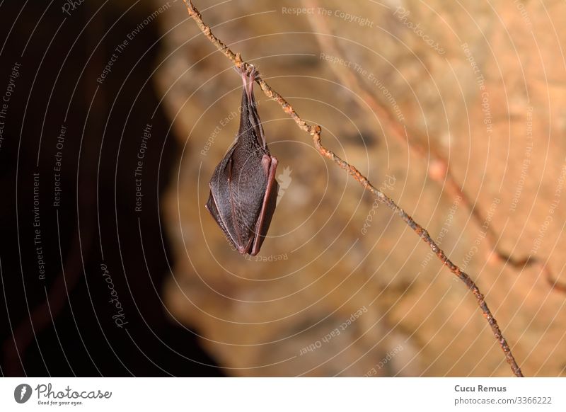 Close up group of small sleeping horseshoe bat Beautiful Face Winter Environment Nature Animal Fur coat Wild animal Stone Dark Free Long Cute Brown Black Fear