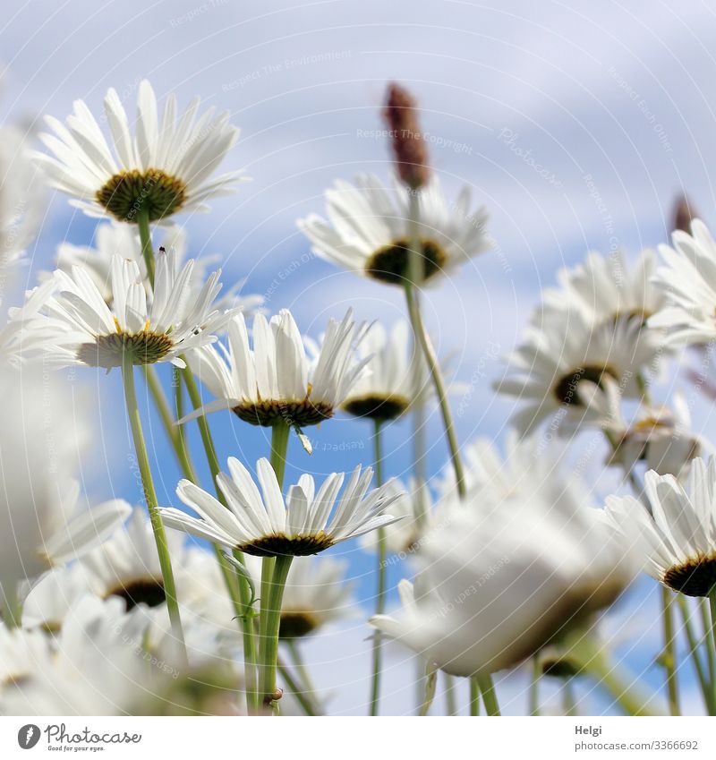 Margarites bloom on a flower meadow Nature Environment Flower Blossom margarite Flower meadow Summer Blossoming White Green Blue Close-up Worm's-eye view