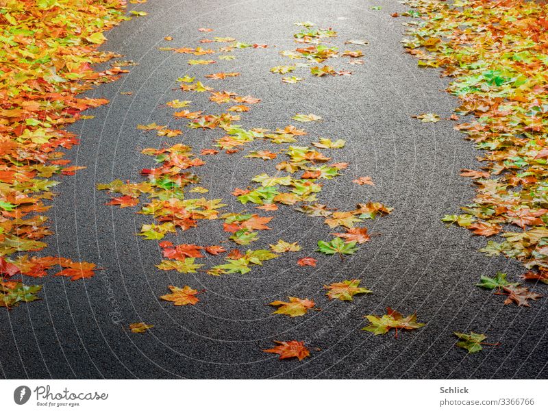 Colourful autumn leaves of the plane tree on asphalt road in soft backlight Landscape Autumn Garden Park Brown Multicoloured Yellow Gray Green Red Black Seasons