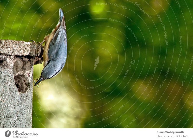 Nuthatch with food in beak at nest box Environment Nature Animal Spring Forest Bird Worm Claw 1 Feeding Blue Yellow Green Orange Eurasian nuthatch Colour photo