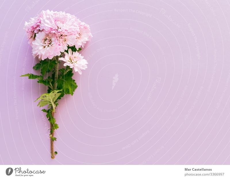 Bouquet of flowers on a pink background. Copy space. Elegant Decoration Feasts & Celebrations Valentine's Day Mother's Day Wedding Birthday Adults Grandmother