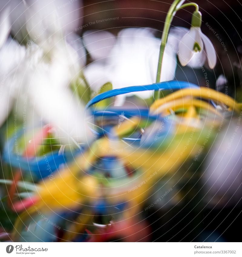 Photochallenge | rubber bands and snowdrops Winter Central perspective Copy Space bottom Shallow depth of field Day Close-up Macro (Extreme close-up) Deserted