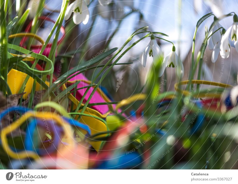 Challenge | Object of desire: rubber bands lying in the grass between the snowdrops Environment Nature Plant Sky Spring Beautiful weather Flower Leaf Blossom