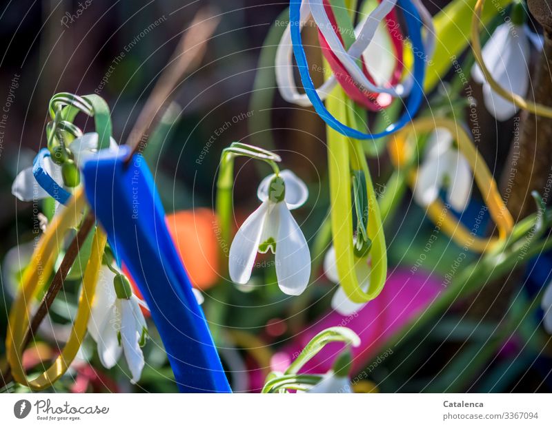 Photochallenge | snowdrops and colorful rubber bands Central perspective Shallow depth of field Day Copy Space bottom Deserted Macro (Extreme close-up) Close-up