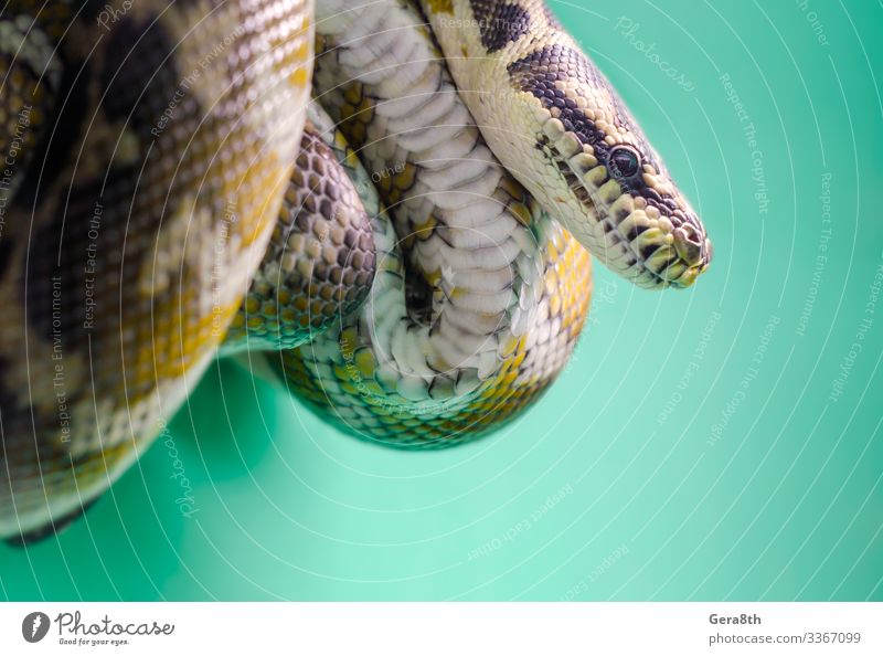 head and eye of a snake hanging on a branch close up Exotic Skin Zoo Nature Animal Leather Snake Stripe Creepy Natural Wild Brown Yellow Colour animal theme