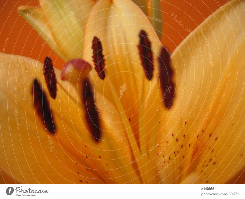 Yellow flower Flower Blossom Detail