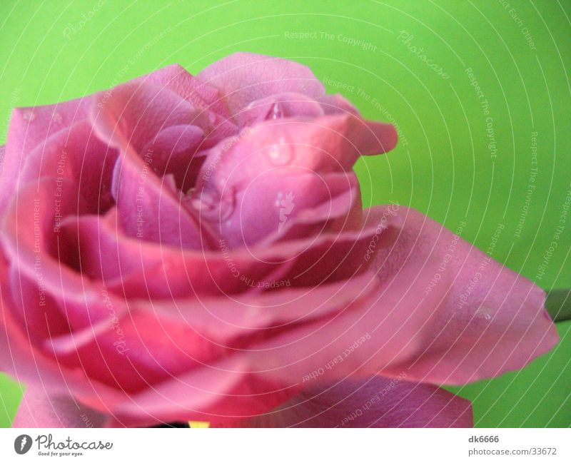 pink rose with green background Rose Drops of water Pink Nature Detail