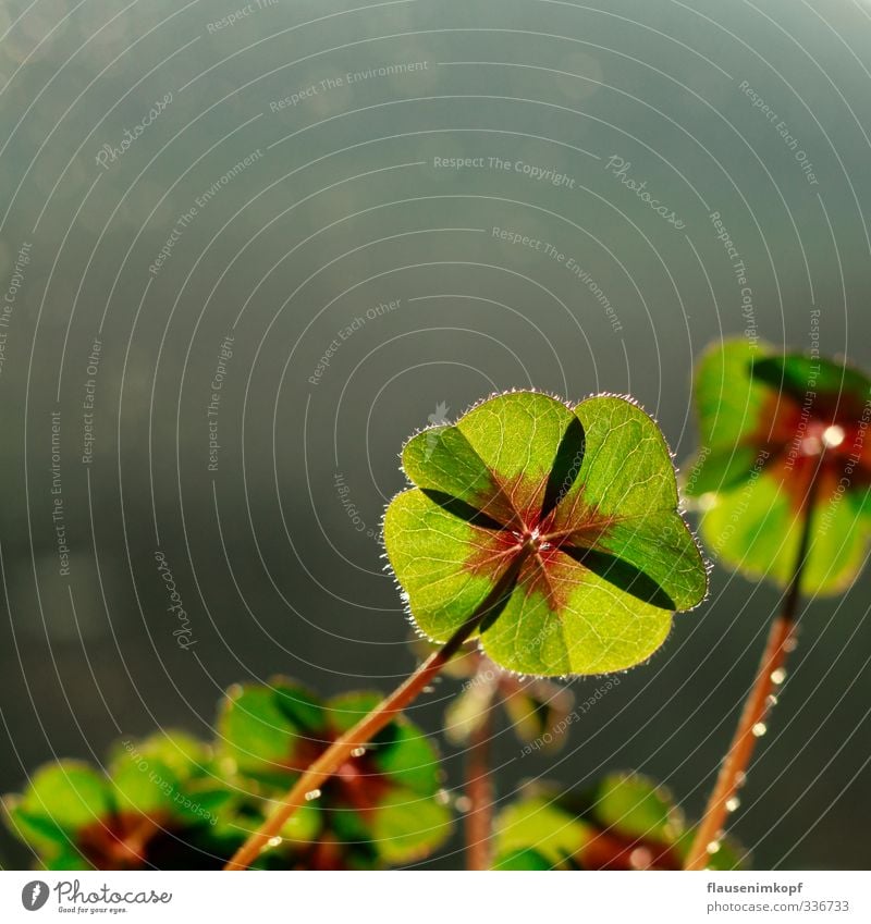 lucky clover Sunlight Spring Summer Plant Leaf Foliage plant Pot plant Touch Blossoming Happy Near Natural Beautiful Green Emotions Joy Joie de vivre (Vitality)