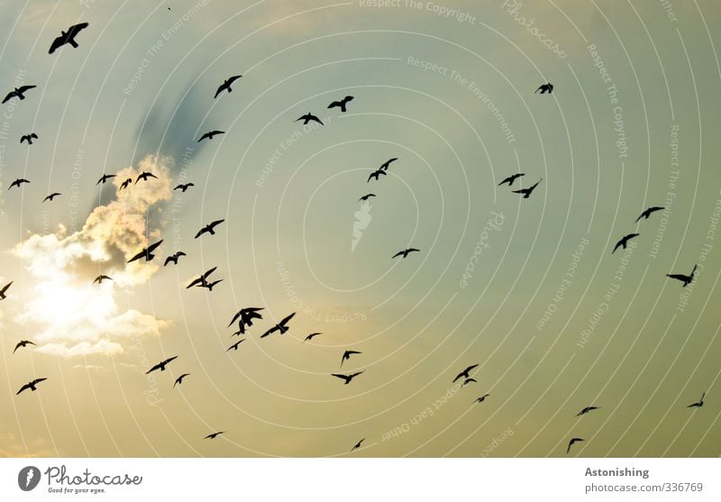 swarm Air Sky Clouds Sun Sunlight Summer Weather Beautiful weather Warmth Animal Wild animal Bird Pigeon Flock Flying Blue Yellow Gold Flock of birds Black Tall