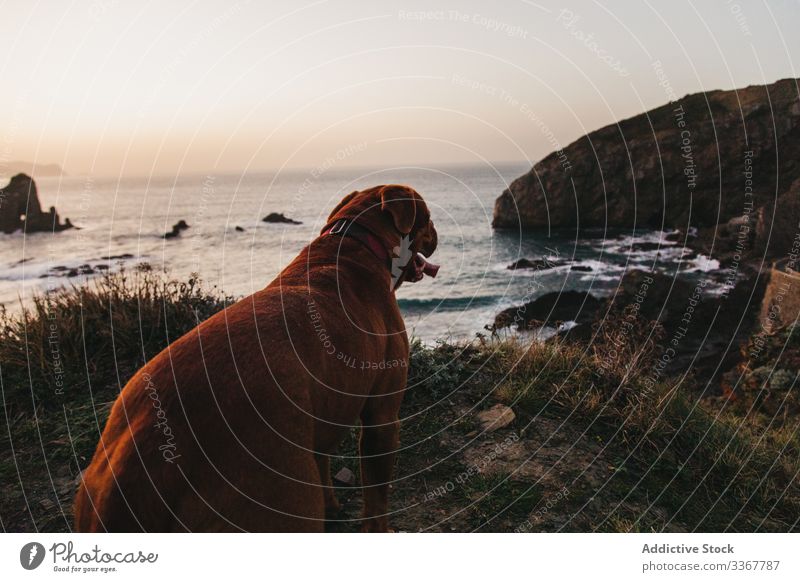 Brown Mastiff dog on cliff against calm sea waves and rocky shore in evening water mastiff pet alone hill bay coast spain tranquil sunset interest