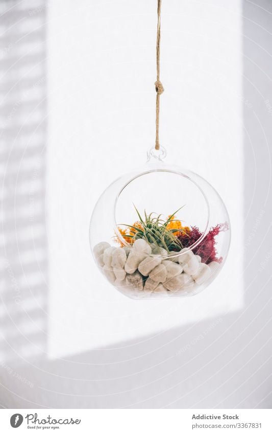 Decorative plants in glass plant terrarium decorative spherical succulent colorful hang transparent flower organic composition flora green botany creative