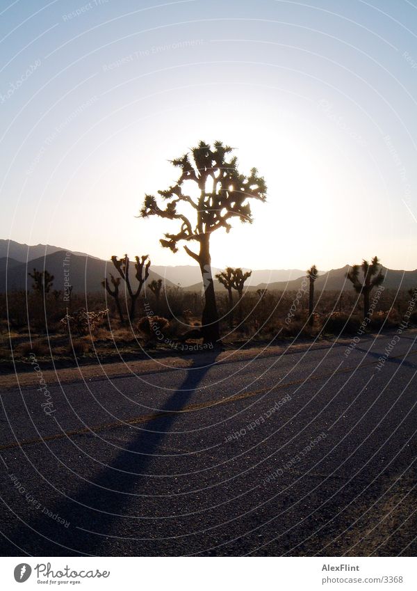 road 66 Tree Street Route 66 Country road Desert Back-light Sunlight Bright background Deserted