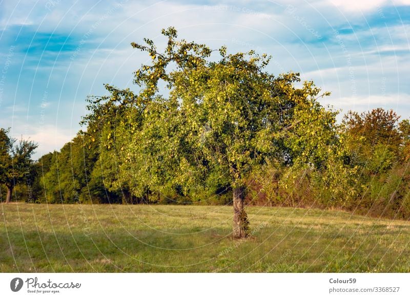 pear Summer Nature Plant Beautiful weather Jump Pear tree Fruit trees Meadow Tree Green fruit tree meadow Germany Tree trunk leaves Colour photo Exterior shot