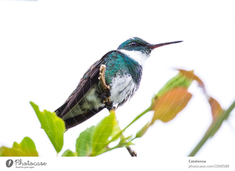 A watchful hummingbird sits on a branch and overlooks its territory Twig Central perspective Full-length Animal portrait Day Shallow depth of field Deserted