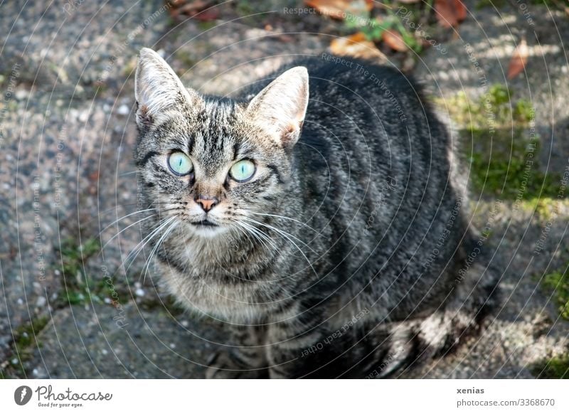 Cat looks into the camera with green eyes Living or residing Animal Pet Animal face 1 Crouch Looking Sit Curiosity Gray Green Watchfulness Interest Emotions