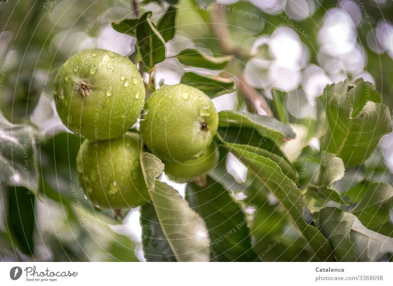 Still unripe green apples on the tree on a rainy morning Nature flora Plant Tree Fruit trees Apple tree leaves Branch Drops of water Wet nourishing salubriously