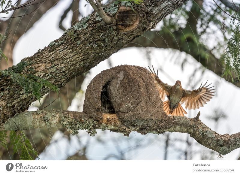 Departure, a hornbill leaves its nest of clay Nature Plant Animal Sky Summer Tree Leaf Jacaranda Garden Park Wild animal Bird Pottery Bird Rufous Hornero 1