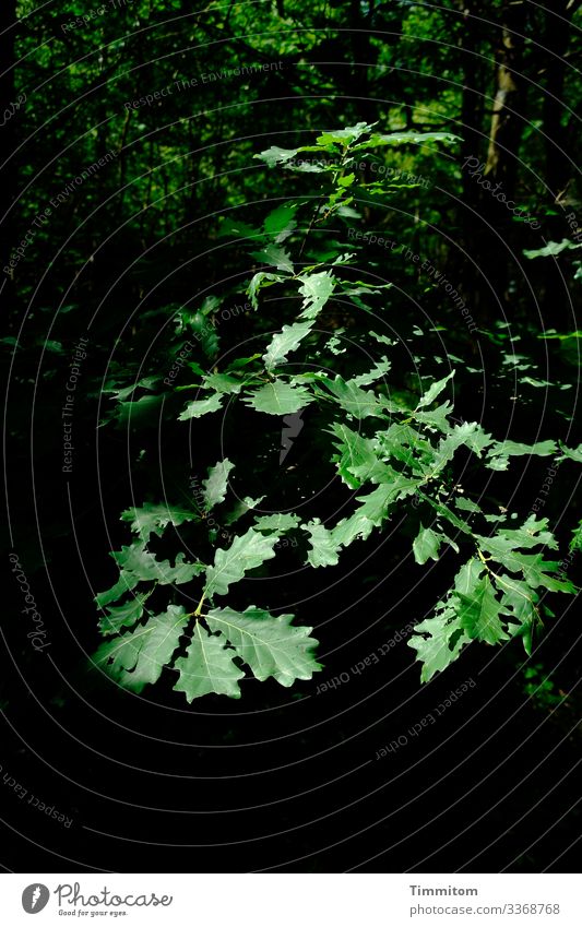 oak leaves Oak tree Green Forest Nature Leaf Environment Dark Oak leaf Deserted Light Shadow