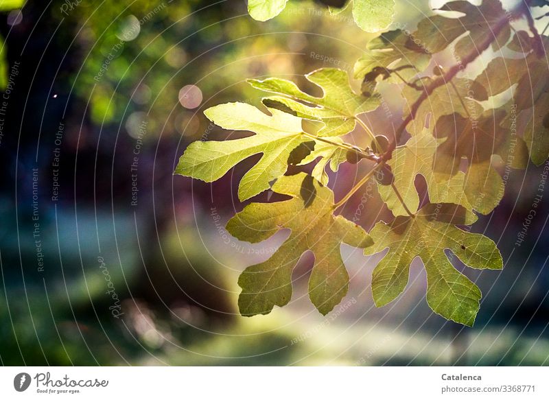 Fig leaves and fruits against the light in the evening Back-light Plant Summer Nature Sunlight Deserted Environment Light Green Leaf Tree Contrast Fig leaf