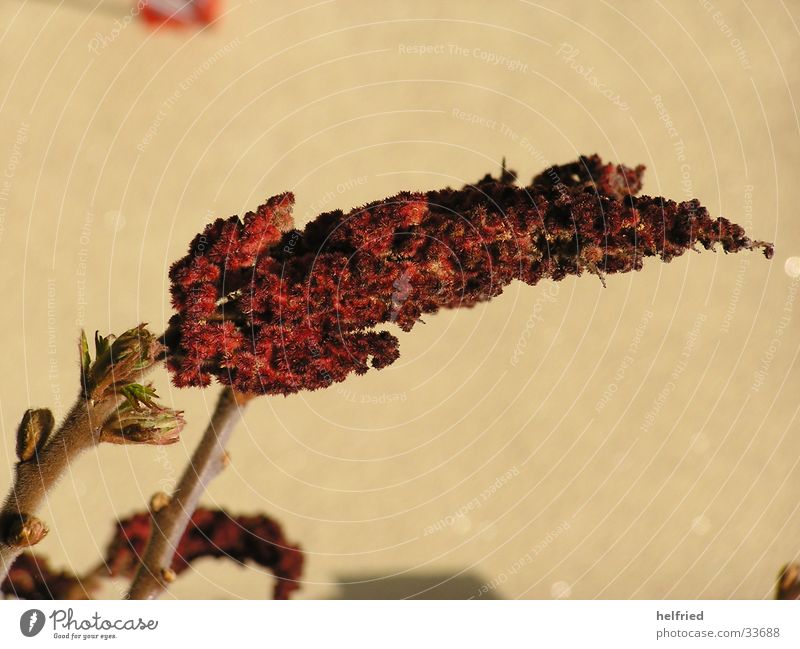 Rhus typhina anacardiaceae Staghorn sumac Blossom Spring Garden Nature