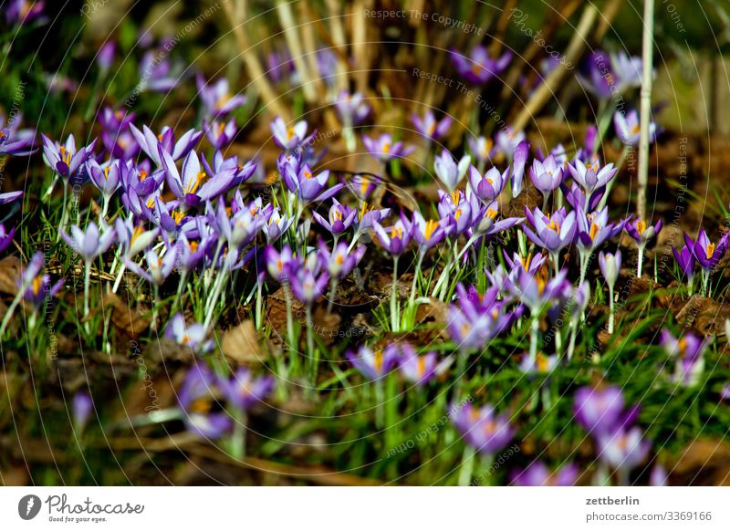 Crocus sativus Flower Blossoming Garden Grass Garden plot Deserted Nature Plant Lawn Calm Copy Space Depth of field Meadow Spring flowering plant