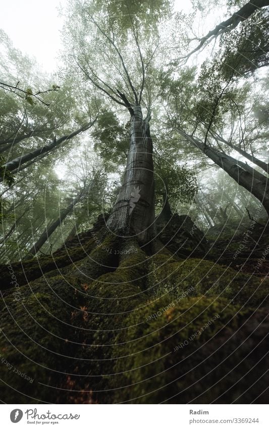 mystic oak in the Czechia forest mystical tree Oak tree mist oak wood Oak leaf green roots fresh freshness air fog foggy foggy forest Tree Leaf Plant