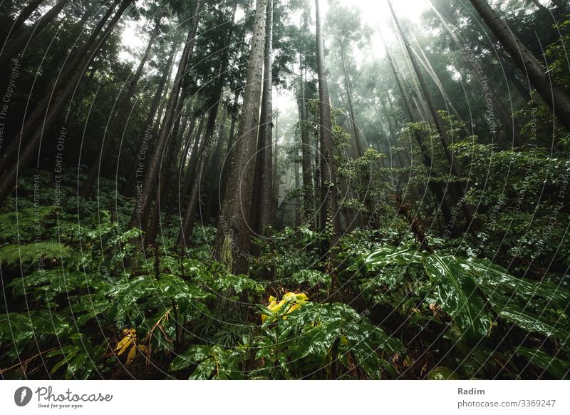 Green rainforest in Portugal green nature tropical travel environment background flora tree leaf wild foliage jungle fresh outdoor lush natural ecology spring