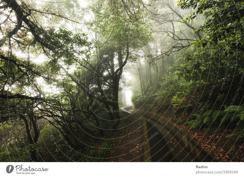 Levada in Madeira trail trees Wide angle Green undertone green fog mist foresty levada laurel forests vegetation jungle spring fern tropical