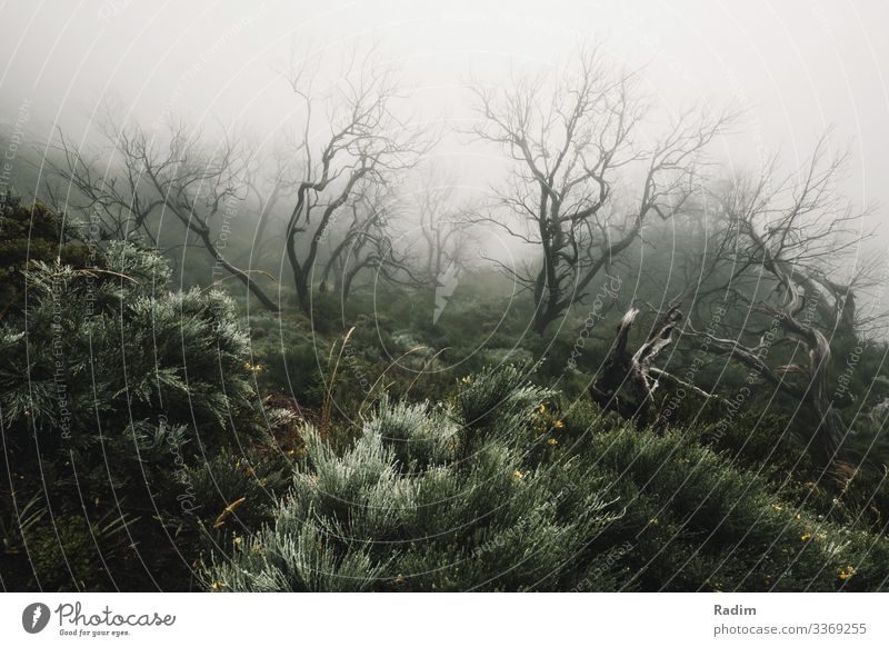 Green misty forest on Pico Ruivo foresty fog green Green undertone Wide angle tree trees trail